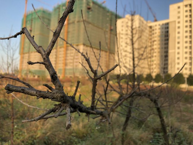 Đào chết khô - Ảnh: Q. TH.