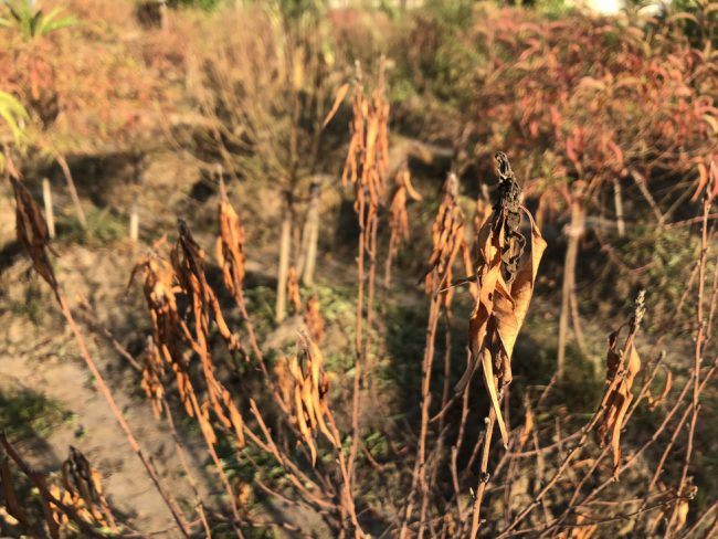 Đào chết khô - Ảnh: Q. TH.