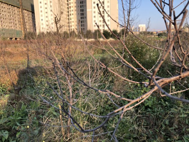 Đào chết khô - Ảnh: Q. TH.