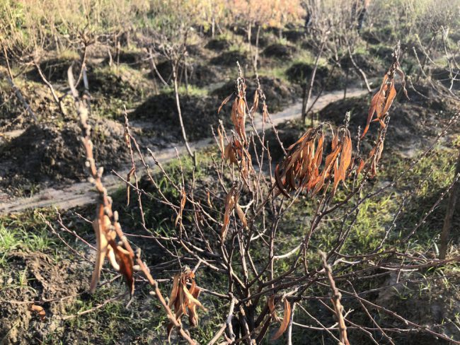 Đào chết khô - Ảnh: Q. TH.