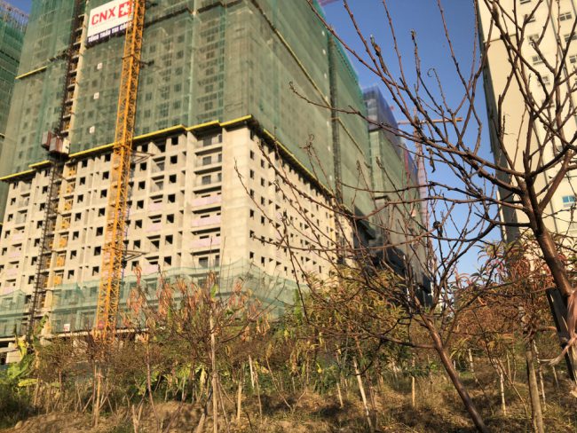 Đào chết khô - Ảnh: Q. TH.