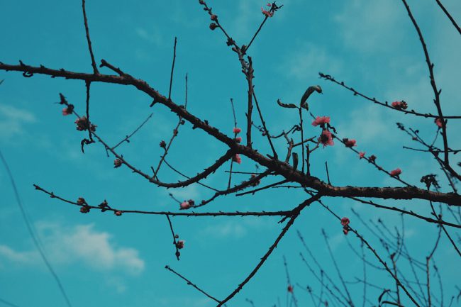 Những nụ đào đầu tiên tại vườn đào Nhật Tân (Tây Hồ, Hà Nội)