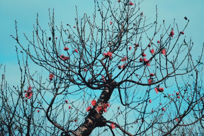 Bên cạnh đó, nhiều gốc đào thế cũng đã nở hoa, sắc đào đậm hơn đào phai, đào bích bình thường