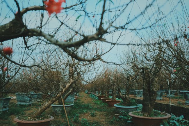 Những gốc đào thế này đã được đặt cọc sẵn để cho thuê với giá gần 10 triệu đồng