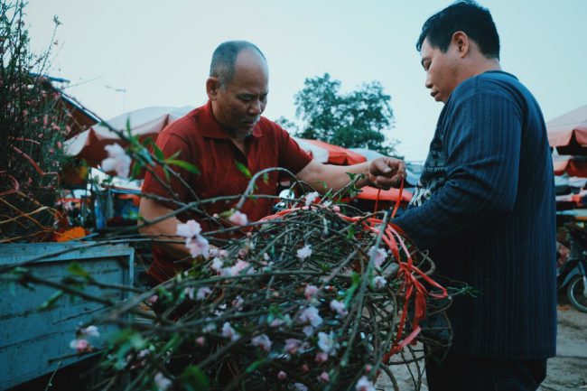 Anh Tuấn chọn cành đào phai cỡ vừa với nhiều nụ hoa đã bung nở