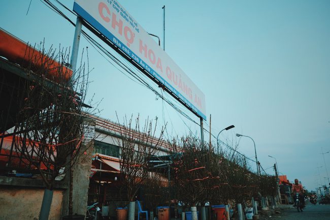 Trước cổng chợ hoa Quảng An (Tây Hồ, Hà Nội) bày bán nhiều cành đào Nhật Tân cho người chơi đào sớm