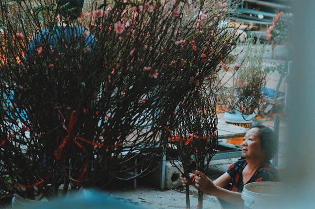 Đào được bày bán có nhiều cỡ với mức giá từ 100.000 đồng đến gần 1 triệu đồng