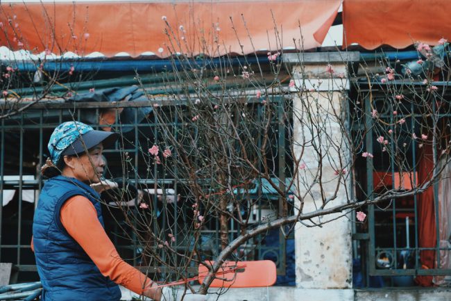 Chị Hồ Hiền mang những cành đào nở sớm ra chợ hoa Quảng An bán, cành đào trên tay chị được rao bán với giá 450.000 đồng 