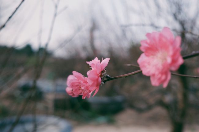 Những nụ đào nở vào thời điểm này thường là đào phai năm cánh, đào kép