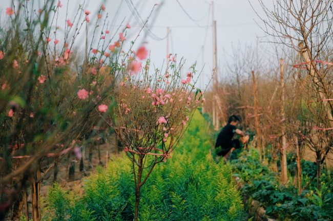 Ở một số luống, đào đã bắt đầu nở rộ. Những cành đào này sẽ được mang ra chợ bán sớm cho người dân chơi Tết Dương lịch