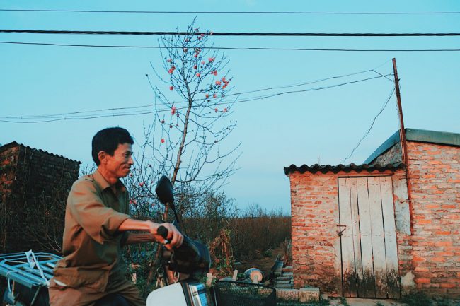 Nhiều người dân còn xuống tận vườn để chọn cho mình cành đào ưng ý