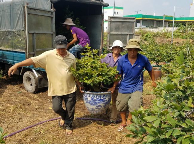 Nhà vườn bắt đầu tất bật chuyển mai Tết từ vườn ra chưng bán dọc các cung đường