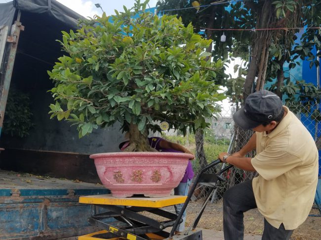 "Chào hàng" chưa lâu, chậu mai có giá thuê hàng chục triệu đồng của một nhà vườn ở Q. Thủ Đức đã được một khách hàng chọn lựa