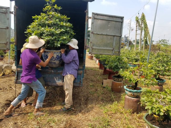 Chậu mai nhỏ nặng vài chục kg, nhưng chậu lớn có thể lên đến cả hàng trăm kg, thậm chí cả tấn. Do đó, việc vận chuyển đòi hỏi tốn nhiều công sức