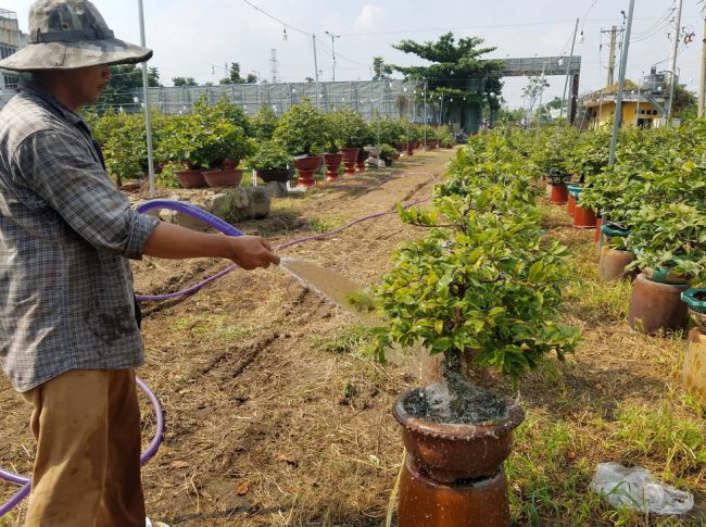 Hơn 500 chậu mai bán Tết đã được một nhà vườn chuyển từ vườn ra chưng bán tại đường Phạm Văn Đồng (Q. Thủ Đức)