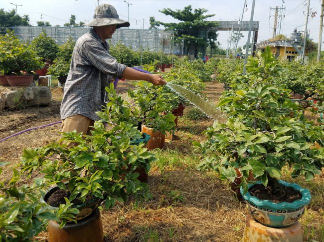 Những cây mai nhỏ như thế này năm nay được nhà vườn bán Tết với giá ổn định - trung bình từ 3-7 triệu đồng/cây tùy loại