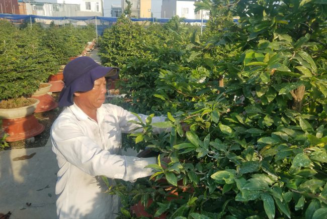 Những chậu mai lớn thường được cho thuê với giá từ vài chục triệu đến cả trăm triệu đồng/cây. Trong ảnh: một nhà vườn tại Q.Thủ Đức hoàn tất các công đoạn cuối cùng như tháo kẽm, kê chậu... trước khi "chào hàng"