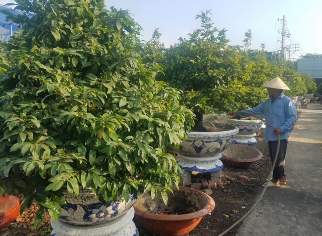 Thời tiết nắng ráo giúp việc chăm sóc, điều chỉnh mai nở hoa đúng thời điểm Tết với chất lượng tốt dễ dàng hơn so với tiết trời lạnh, mưa