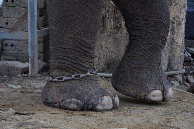 Chân voi du lịch thường xuyên bị xích.