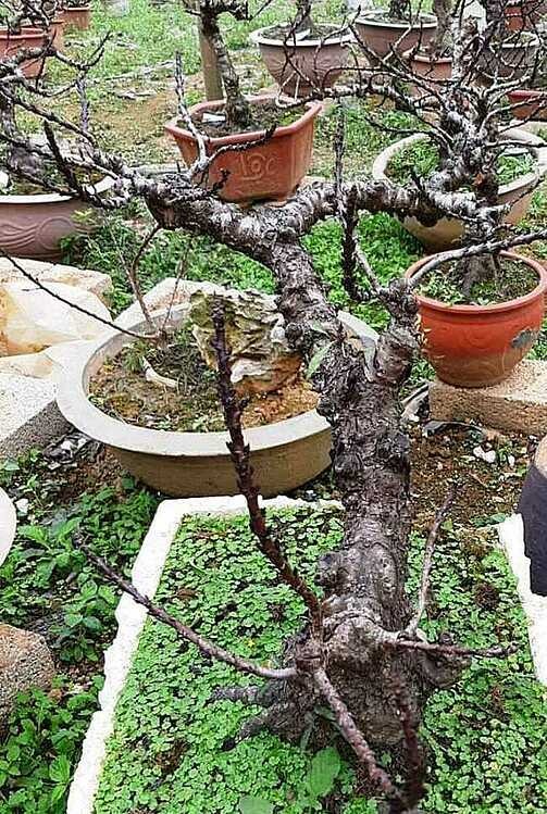 Gốc sần sùi, thế uốn lượn nên đào thất thốn trên 17 năm tuổi được giới sành chơi ưa chuộng.  Vốn là giống đào thời xưa được dùng để "tiến vua" nên đào thất thốn khá quý hiếm. Đặc biệt, những cây được trồng 15-20 năm tuổi chỉ đếm trên đầu ngón tay.  Là nghệ nhân có nhiều năm kinh nghiệm với đào thất thốn, ông Đặng Vĩnh Chuyên ở Lạng Sơn cho biết, năm nay thời tiết thuận lợi nên đào thất thốn nở hoa đều và đẹp. Vườn nhà ông có khoảng 400 gốc 5 năm tuổi và 180 gốc 7-10 năm tuổi. Cả vườn chỉ có khoảng 3 cây trên 17 năm được tạo thế bonsai độc đáo nên có giá bán 90 triệu đồng một chậu. 3 chậu này vì khá hiếm nên ông Chuyên thường chỉ cho khách thuê với giá 30 triệu đồng. Tuy nhiên, ông cho biết, nếu khách có thiện chí ông có thể bán lại.  "Năm nay các khách VIP đặt hàng từ khá sớm, có những khách đặt cọc từ giữa năm. Mùa Tết này thị trường xuất hiện hàng loạt đào thất thốn Trung Quốc giá vài trăm nghìn đồng, trong khi đào ta khá hiếm. Do đó, một số đại gia và dân buôn đến thương lượng mua cả vườn của gia đình tôi nhưng tôi đang đắn đo và tính toán để báo giá hợp lý", ông Chuyên nói và cho hay, đào thất thốn do nghệ nhân Việt trồng thường có độ bền và tươi lâu hơn so với hàng nhập từ Trung Quốc. Đặc biệt, các gốc đào thất thốn Việt có tuổi đời lâu năm, da sần sùi chứ không kiểu "hàng mã" như hàng nhập.  Cũng có 250 cây đào thất thốn, ông Phương ở Sa Pa (Lào Cai) cho biết, loại này khá kén khách. Tuy nhiên, năm nay đào ra hoa đẹp nên giới sành chơi đã đặt từ khá sớm. Vườn đào nhà ông đa phần là cây có tuổi đời 7-12 năm được bán với giá 10-25 triệu đồng (tùy thế và dáng).  "Năm nay, các loại cây cảnh khác không hợp thời tiết nên chất lượng hoa không đẹp. Tuy nhiên, đào thất thốn lại thuận lợi khi hoa đậu bông sớm và đẹp. Do đó, năm nay khách sành chơi đặt mua nhiều", ông Phương nói.  Theo giới trồng đào thất thốn, việc chăm sóc khá vất vả và tốn công hơn rất nhiều các loại khác. Chúng nhạy cảm với thời tiết, nhiệt độ thay đổi một chút là ảnh hưởng đến trạng thái yếu, khỏe của cây. Nếu không chăm sóc kỹ có thể hỏng cả vườn đào.  Đào thất thốn khác với các loại đào thông thường ở các đặc điểm như: thân dày, nhiều vảy, lá đào dài gấp 3-4 lần đào thường (chừng 23-25 cm). Do đó, khi uốn thân và kích mọc nụ người làm phải hết sức khéo léo. Chỉ cần chấm sai mắt vài milimet có thể hỏng cả cây.  Sở dĩ người ta gọi là đào thất thốn là vì với mỗi đoạn thân cây dài 7 thốn (mỗi thốn chừng một đốt ngón tay), đào sẽ chia cành. Mỗi thốn có 7 hoa. Đặc biệt, hoa đào thất thốn rất dày, nhiều lớp, bông to, có màu đỏ tươi. Hoa mọc ra cả từ thân đến cành. Cánh hoa nở ra tròn đều như được sắp đặt.  Hiện, trên thị trường, ngoài đào thất thốn được trồng tại các tỉnh phía Bắc thì đào thất thốn Trung Quốc cũng được nhập về với giá rẻ chỉ vài trăm nghìn đồng đến vài triệu đồng một cây.  Thi Hà  Theo VnExpress     Link nguồn: https://vnexpress.net/kinh-doanh/90-trieu-dong-mot-chau-dao-that-thon-4036329.html