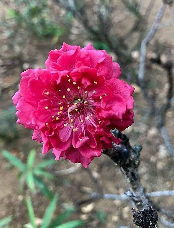 Những bông hoa đầu tiên bung nở tại vườn nhà ông Phương. Ảnh: NVCC