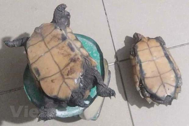 Tình trạng nấu cao rùa đang phổ biến tại nhiều tỉnh ở phía Bắc, nhất là Bắc Kạn. Ảnh: HC