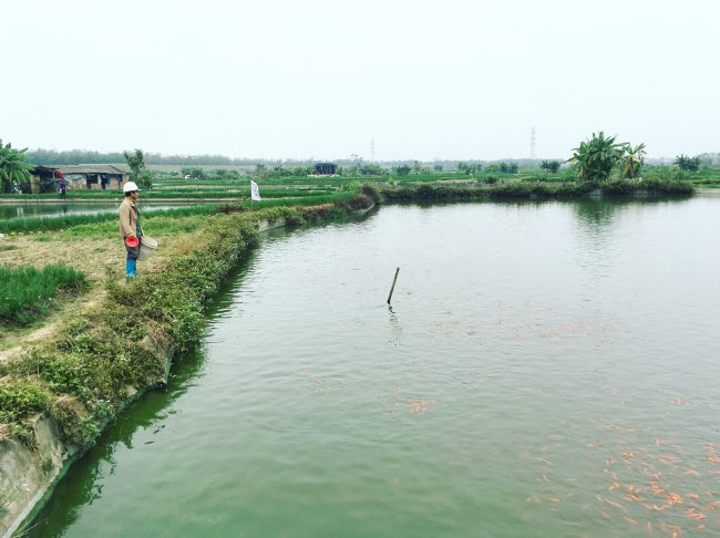 Những mẻ cá chép đỏ lớn chuẩn bị được tung ra thị trường dịp Tết ông Công ông Táo