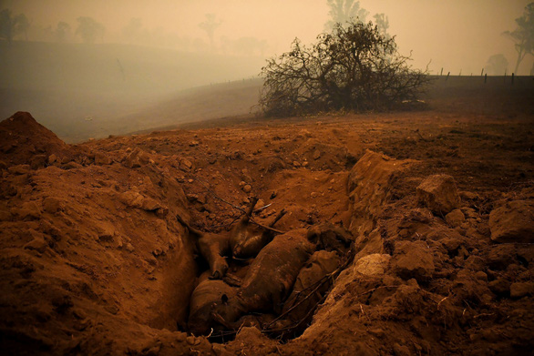 Nhiều nông dân ở bang New South Wales phải tự tay kết liễu cuộc sống của đàn gia súc bị bỏng nặng do cháy rừng rồi chôn cất chúng - Ảnh: REUTERS