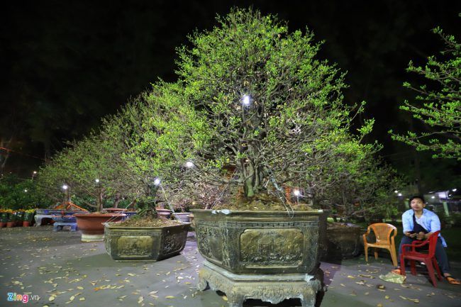 "Gần đây, nạn trộm hoa mai giảm nhiều nhưng tôi và người anh vẫn phải thay phiên nhau thức thâu đêm canh những gốc mai có giá tới hàng trăm triệu đồng", anh Nghĩa, bán hoa ở Công viên Gia Định, cho hay.