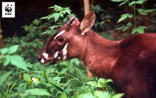 Sao la (Pseudoryx nghetinhensis), còn được gọi là "Kỳ lân châu Á" là một trong những loài thú hiếm nhất trên thế giới chỉ sinh sống tại vùng rừng núi hẻo lánh thuộc Trung Trường Sơn Việt Nam và Nam Lào; được các nhà khoa học phát hiện vào năm 1992. Sao La có chiều dài khoảng từ 1,3 đến 1,5 m; cao 0,9 m và nặng khoảng 100 kg. Nó có bộ lông màu nâu sẫm, sừng sao la dài và mảnh dẻ, hướng thẳng về phía sau và có thể dài đến 51 cm. Sao la được xếp hạng ở mức Nguy cấp (có nguy cơ tuyệt chủng trong tự nhiên rất cao) trong Sách đỏ của Liên minh Bảo tồn Thế giới (IUCN) và trong Sách đỏ Việt Nam. Ảnh: WWF