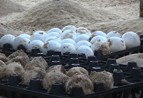 Trứng rùa lấy từ hồ ấp nở ở Côn Đảo đưa về Cù Lao Chàm.