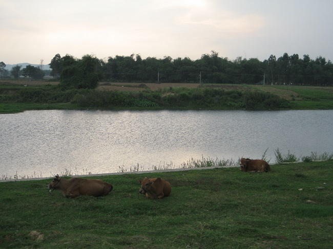 Tre bên bờ sông Thu Bồn.