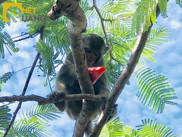 Con khỉ này đang đu trên cành cao sau khi đã nhào xuống chộp lấy cây kem của du khách.