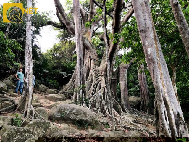 Thân cây đa và các loại rễ phụ.