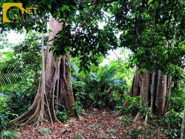 Ban quản lý bán đảo Sơn Trà từng than rằng lực lượng mỏng không đủ sức quản lý thường trực nơi này. Nhưng không lẽ, cứ phó mặc cây đa di sản theo sự may rủi từ ý thức của người tham quan?