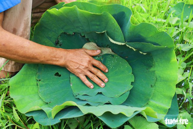 Dù lá to hay lá nhỏ, miễn là lá già là ông Nghĩa tận dụng ngay.