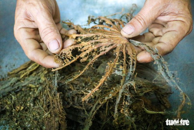 Gân lá sen sau khi được vò ra.