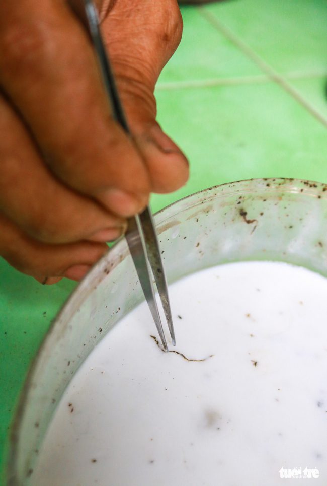 Gân lá sen được xé nhỏ và cho vào keo sữa để tạo được độ kết dính khi đưa lên tranh.