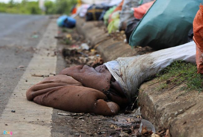Nội tạng, da của gia súc cũng bị vứt lại, bốc mùi hôi thối, ruồi nhặng bâu kín.