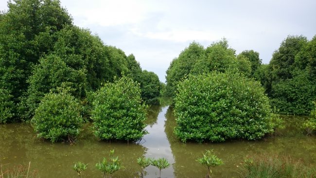 Rừng đước Cà Mau