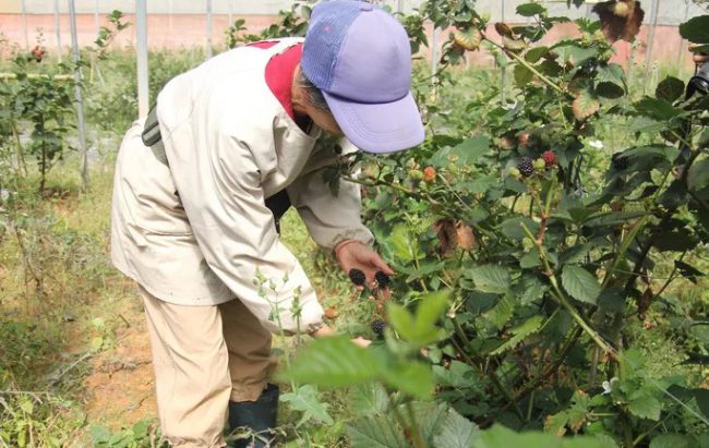 Diện tích cây phúc bồn tử của ông Nguyễn Văn Hà phát triển tốt, cho quả to nhờ canh tác hữu cơ