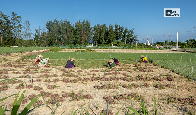 Nông dân trên đảo Lý Sơn đang nhổ hành.
