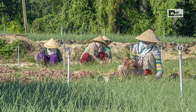 Nhổ hành tuy không mất nhiều công sức, nhưng đòi hỏi người nông dân phải “khéo tay” một chút, nếu không sẽ bị đứt, gãy cây hành.