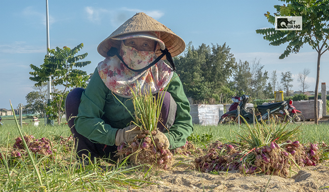 Người nông dân sẽ ước lượng được khoảng bao nhiêu cây hành để gom lại thành 1 chùm…