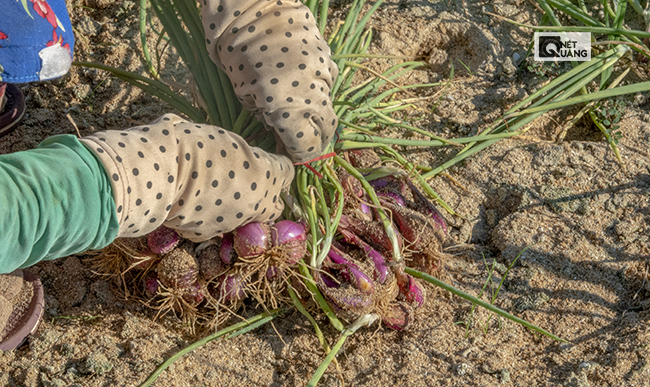 … sau đó sẽ được cột lại.