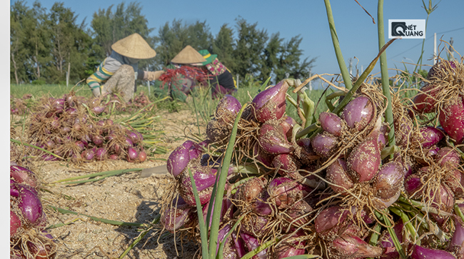 Nông dân Lý Sơn quan niệm trồng hành là để ăn ngay, trong khi đó tỏi là của để dành.
