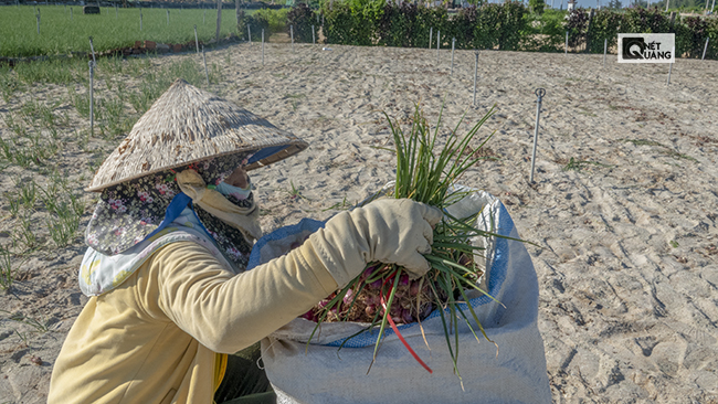 Theo UBND huyện Lý Sơn, toàn đảo có khoảng 300ha diện tích đất để dành cho việc trồng hành tỏi luân phiên nhau.