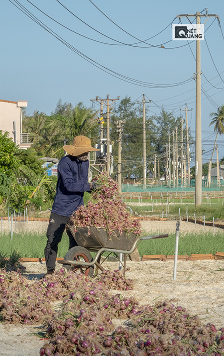 Hiện hành tím trên đảo Lý Sơn có giá hơn 40 ngàn đồng mỗi ký – một mức giá đem lại niềm vui cho nông dân.
