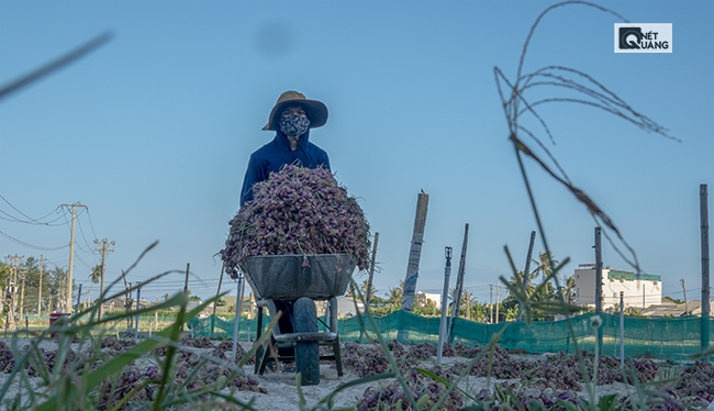 Thông thường, mỗi năm người nông dân trên đảo Lý Sơn sẽ trồng từ 2-3 vụ hành. Sau vụ hành cuối cùng, họ sẽ cải tạo lại đất để chuẩn bị cho việc trồng tỏi.