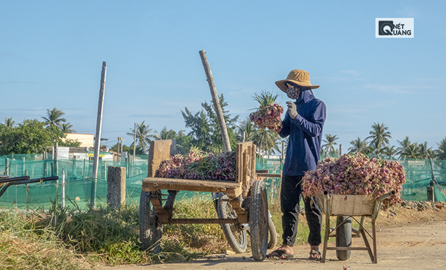 Những năm gần đây, việc trồng hành của người nông dân Lý Sơn gặp không ít thách thức do thiếu hụt nguồn cát trắng, nước tưới.